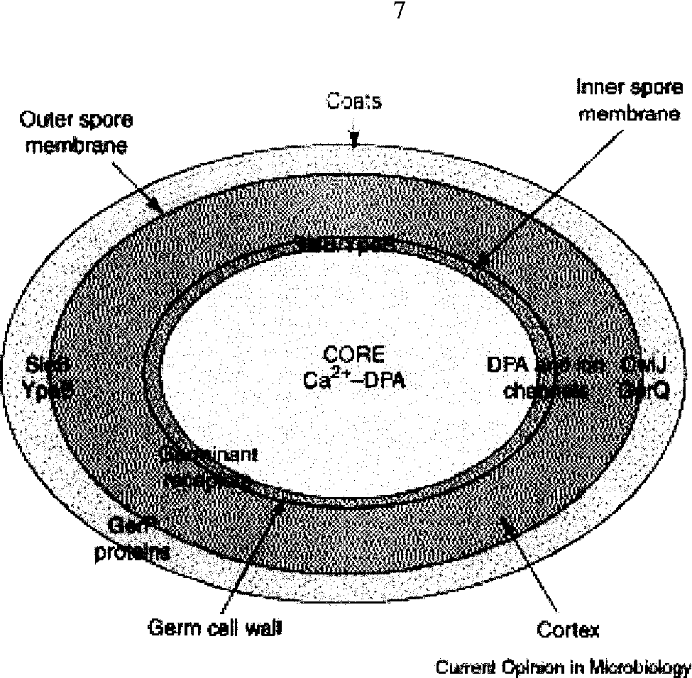 layers of cell wall